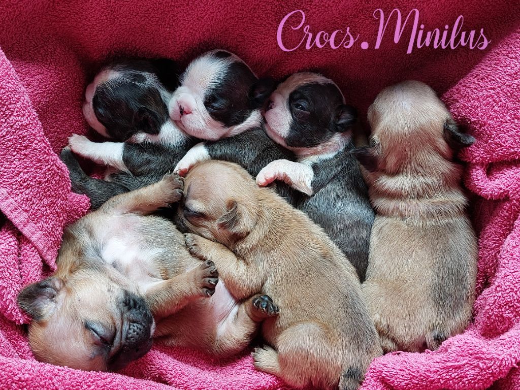 Chiot Boston Terrier de Crocs Minilus