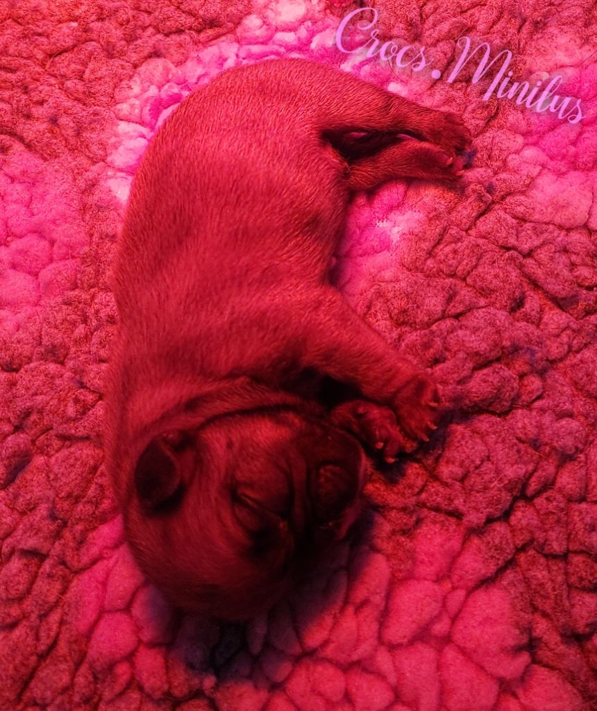 de Crocs Minilus - Chiots disponibles - Bouledogue français
